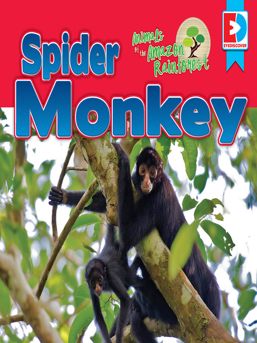 Cover image for Animals of the Amazon Rainforest: Spider Monkey